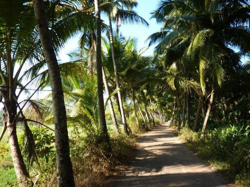 קולבה Coconut Grove Beach Resort מראה חיצוני תמונה